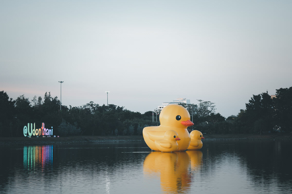 Yellow Duck Family - Udon Thani